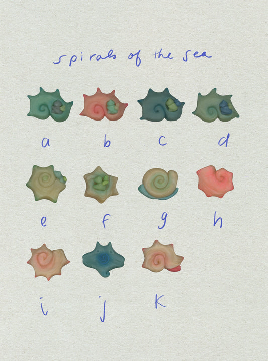 spirals of the sea